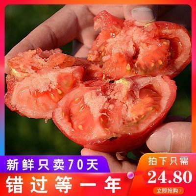 【河套西红柿】现摘新鲜西红柿自然熟蔬菜生吃番茄普罗旺斯5斤