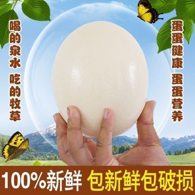 【河套鸵鸟蛋】大号蛋新鲜鸵鸟蛋礼品驼鸟鸸鹋蛋食用超大送礼佳品