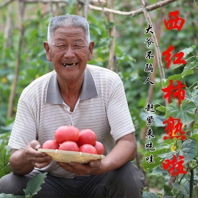 【河套西红柿】当季西红柿新鲜蔬菜5斤自然熟番茄普罗旺斯沙瓤
