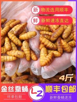 新鲜蚕蛹子干蛹金丝蚕蛹鲜速冻活体冷冻山东特产蝉蛹 4斤新鲜包邮