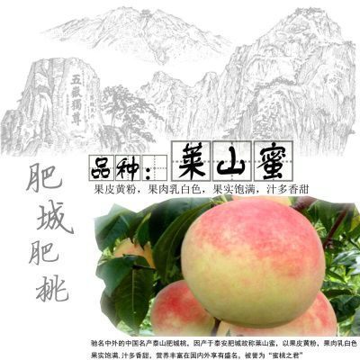 泰安肥城桃莱山蜜桃六个装九个装