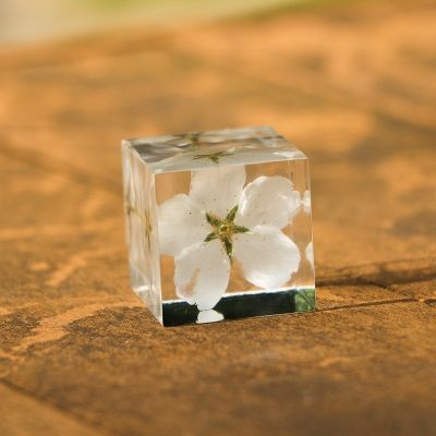 3厘米染井吉野樱立方体