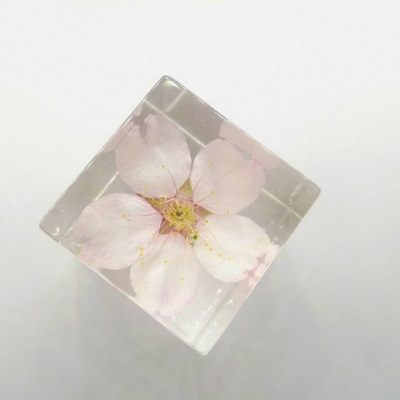 3厘米大渔樱立方体