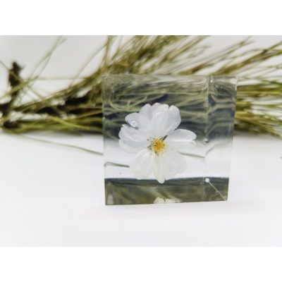 3厘米白色八重樱 可选粉色